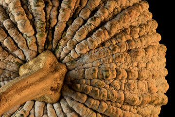 Pumpkin Skin from organic vegetable farm close up showing patterns and textures and fault that do not alter taste