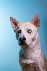 Adorable Husky Mix with Blue Eyes on Blue Studio Backdrop