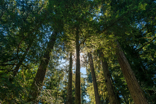Ancient forest trees of Cathedral Grove, Macmillan provincial park, Vancouver Island, British Columbia, Canada.