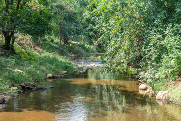 A small stream is found in the center of a lush jungles of Africa, Tanzania