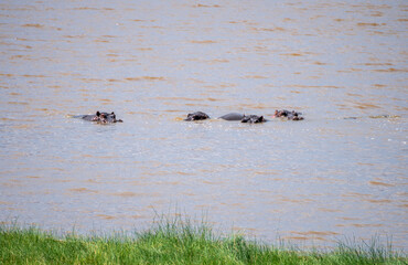 Herd of hippos happily swimming in a vast body of water, Lake Manyara, Tanzania