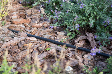 Drip irrigation pipe runs through mulched garden bed, providing efficient and sustainable watering for plants while reducing water evaporation