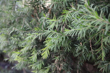 A closeup view of vibrant green evergreen leaves beautifully showcasing their intricate, needlelike structures