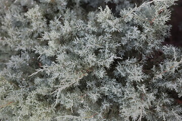 A view highlighting a beautiful arrangement of silvery green foliage with intricate textures and...
