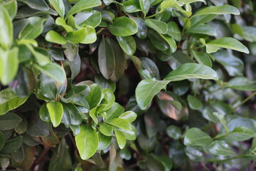 Obraz premium Detailed close-up of lush green leaves, showcasing their texture and color in a tranquil environment.