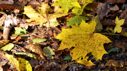 maple foliage. Close up of bright yellow maple leaves on fall tree branches with blurred natural background in autumn park or the forest. selective focus. sunny autumn day. seasonal leaf fall