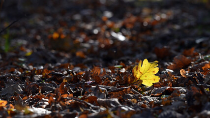 oak foliage. Close up of bright yellow oak leaf in the sunlight, blurred natural background in autumn park or the forest. selective focus. sunny autumn day. seasonal leaf fall