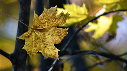 maple foliage. Close up of bright yellow maple leaves on fall tree branches with blurred natural background in autumn park or the forest. selective focus. sunny autumn day. seasonal leaf fall