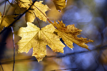 maple foliage. Close up of bright yellow maple leaves on fall tree branches with blurred natural background in autumn park or the forest. selective focus. sunny autumn day. seasonal leaf fall