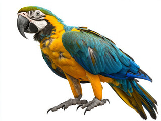 Colorful parrot isolated on white background