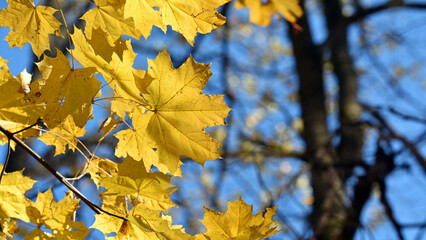 maple foliage. Close up of bright yellow maple leaves on fall tree branches with blurred natural background in autumn park or the forest. selective focus. sunny autumn day. seasonal leaf fall