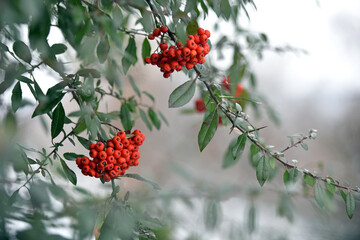 Mountain rowan ash branch berries on blurred background. Autumn harvest still life scene. Soft focus backdrop photography. Copy space. red berries of overripe rowan. close-up