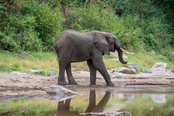 An elephant with very long tusks is drinking fresh water from a river, Tanzania