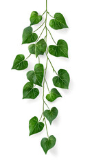 Fototapeta premium Ivy green plants hanging down, isolated on white background