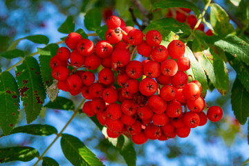Vibrant clusters of red rowan berries hanging from green leaves against a bright sky during late summer in a scenic park