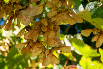 Clusters of golden maple seeds hanging from branches in a sunlit garden during the late summer season