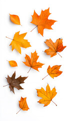 Yellow and brown dry leaves falling down in motion, isolated on white background