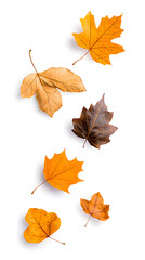 Yellow and brown dry leaves falling down in motion, isolated on white background