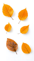 Fototapeta premium Yellow and brown dry leaves falling down in motion, isolated on white background