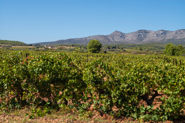vineyard in region