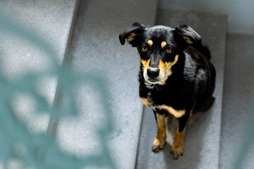 Sweet Black and Tan Mixed Breed Dog Sitting on Staircase Indoors