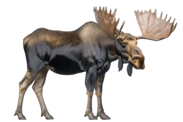 A majestic black moose standing gracefully in a lush forest during daylight hours