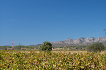 field in the mountains