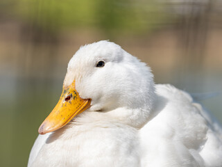 close up of white duck in the water