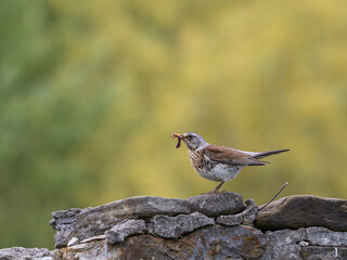 Fieldfare on a stone wall with food in beak
