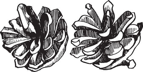 Pine cones vector. Illustration is hand drawn with ink and pen. For design of postcards, invitations, packaging, gifts, Christmas decoration. The drawing is made in a fashionable vintage style