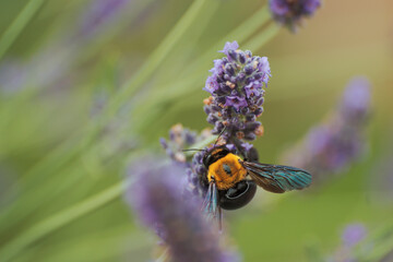 ラベンダーの蜜を吸うクマバチ