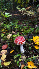 Red fly agaric mushroom on a forest meadow. Poisonous mushrooms
