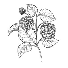 Raspberry ink graphic pear on branch illustration, draft silhouette drawing, black on white line art. Botanical vintage etching food design.