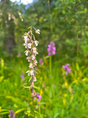 Cephalanthera longifolia, the narrow-leaved helleborine, sword-leaved helleborine or long-leaved helleborine, is a rhizomatous herbaceous perennial plant in the family Orchidaceae.
