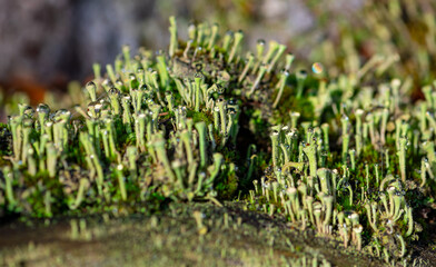 Trumpet cup lichen (Cladonia fimbriata) is a genus of moss-like lichenized fungi in the family Cladoniaceae. Small light greenish structures on rotting wood with dew drops in autumn sun in Germany.