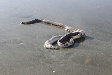 A dead sea creature washed ashore on a sandy beach, showcasing nature's raw beauty. The eel-like body contrasts with the soft sand, creating a striking and melancholic scene of marine life