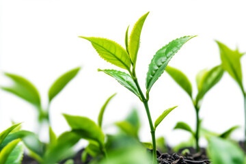 Fototapeta premium Close-up of vibrant green tea leaves growing on tea plantation isolated on white background
