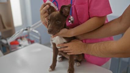 A female vet in a clinic gently examines a small brown dog with the help of another person.