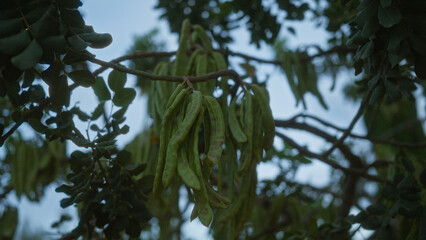 Carob tree branches with green pods of ceratonia siliqua in the outdoors of mallorca, balearic...