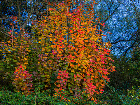 Herbstimpressionen Kurpark Wien 