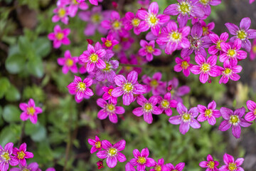 Beautiful spring flowers of Saxifraga x arendsii blooming in the garden, close up