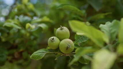 Green apples on a branch in an outdoor setting in mallorca with green leaves in the background.