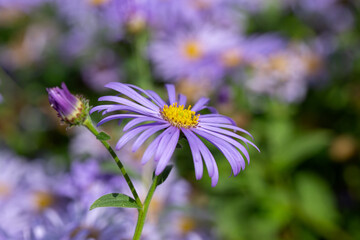 Obraz premium Closeup of flowers of Michaelmas daisy (Symphyotrichum 'Little Carlow') in a garden in autumn 