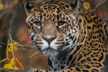 Majestic jaguar in natural habitat.