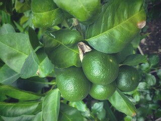 Lime and leavs on tree