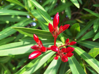 Red buds of nerium oleander bloom in the sun.