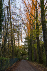 Fototapeta premium Autumn alley in the park with trees in the foreground and blue sky