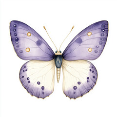 Fototapeta premium Watercolour clipart of a Purple spotted butterfly on a white background