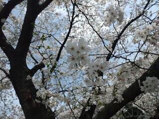 桜の花が咲いた