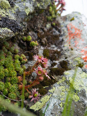 Close-up of beautiful pink flowers Sempervivum montanum or Houseleeks growing in the mountain meadow.